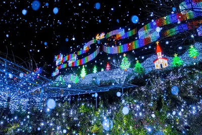 500万球超の光に包まれる！あしかがフラワーパークで幻想的な夜を