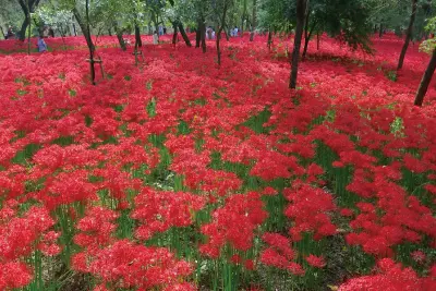 曼珠沙華と彼岸花の違いは？