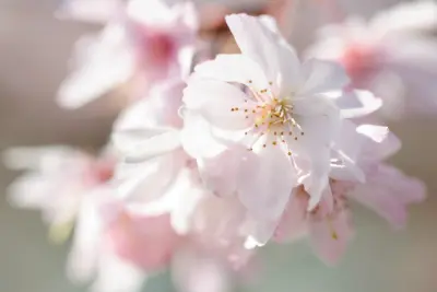 なぜ桜に魅了され続けるのか