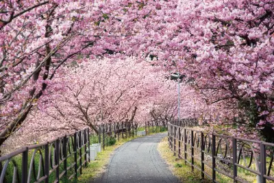 バスツアーで楽々♪気軽に河津桜を観にいこう