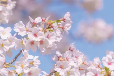 いよいよ桜のシーズン到来です！