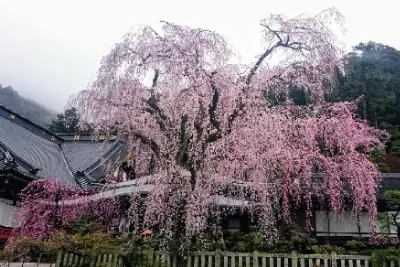久遠寺のしだれ桜は有名なの？