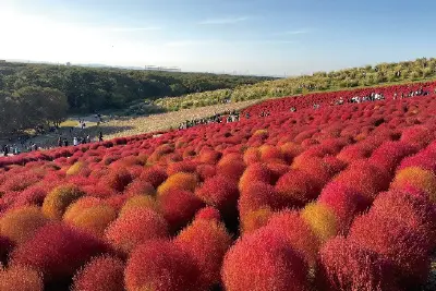 秋と言えば紅葉、カワイイふわふわモコモコの紅葉って何？