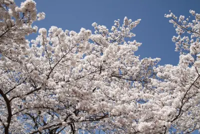 日本人が愛してやまない桜の魅力とは？