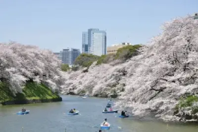 桜を観るなら午前中がオススメ？