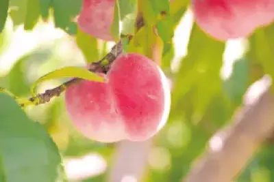 美味しく水分補給をしませんか?