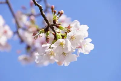 『ひと足早い春を探しに行くという楽しみ』