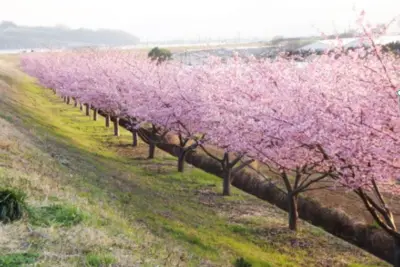 『かんなみの桜で出会う、いちばん早い春』
