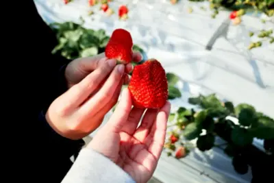 採れたてのフルーツで特別な体験