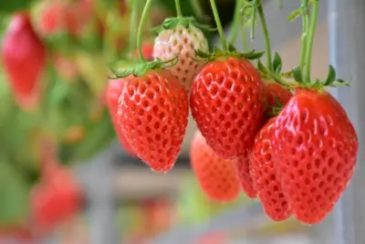 フルーツ王国・山梨で味わう一日