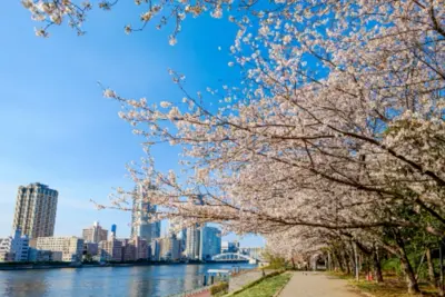 都内の桜名所をめぐる一日