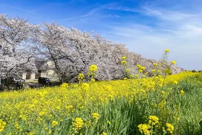 春だからこそ楽しめる家族向け日帰りバスツアーの魅力