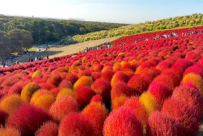秋の丘が一面の赤に！国営ひたち海浜公園で出会うコキアの絶景
