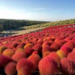 コキア　ひたち海浜公園