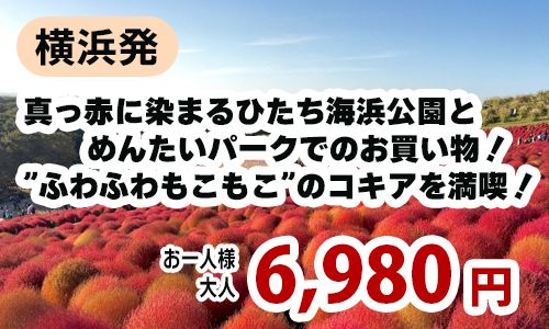 横浜発　真っ赤に染まるひたち海浜公園とめんたいパークでのお買い物！”ふわふわもこもこ”のコキアを満喫！