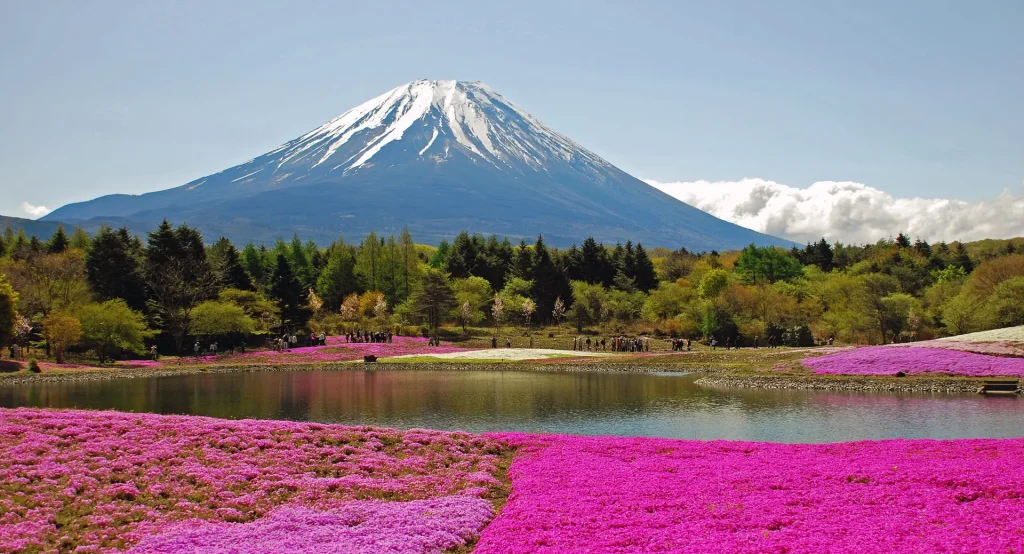 富士芝桜まつり