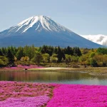富士芝桜まつり
