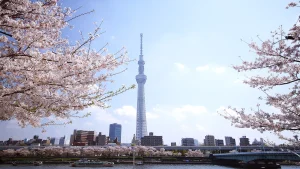 隅田川桜堤