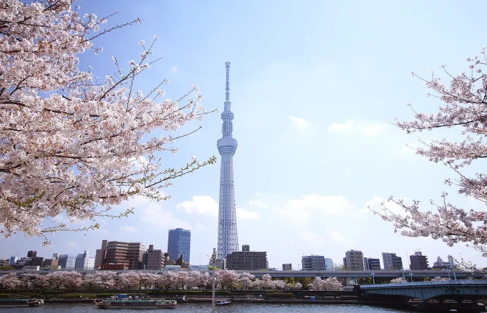 隅田川桜堤