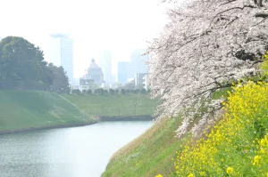 千鳥ヶ淵