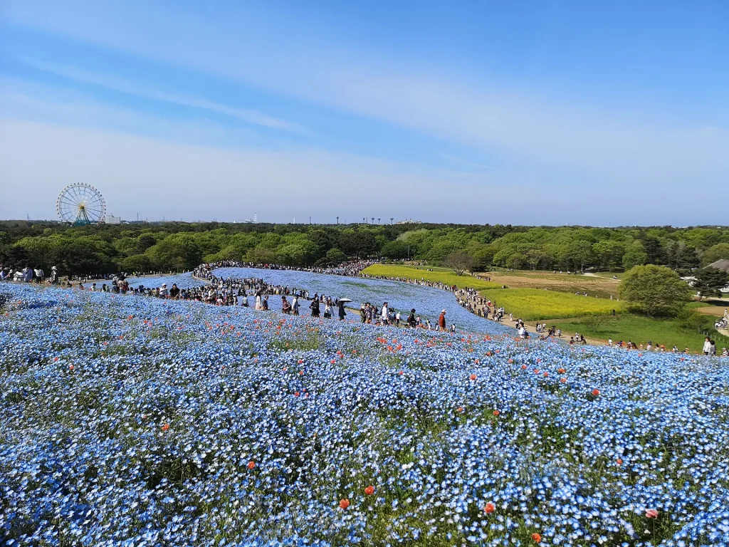 国営ひたち海浜公園