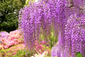 あしかがフラワーパーク