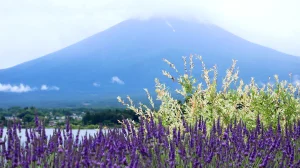 河口湖ハーブフェスティバル