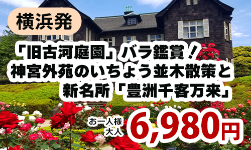 横浜発　「旧古河庭園」バラ鑑賞！神宮外苑のいちょう並木散策と新名所「豊洲千客万来」