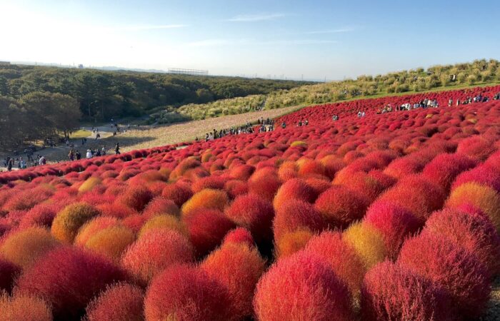 コキア　ひたち海浜公園