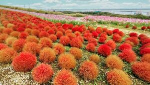 コキア　ひたち海浜公園