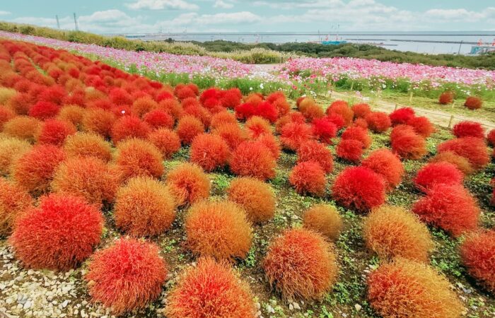 コキア　ひたち海浜公園