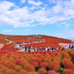 コキア　ひたち海浜公園