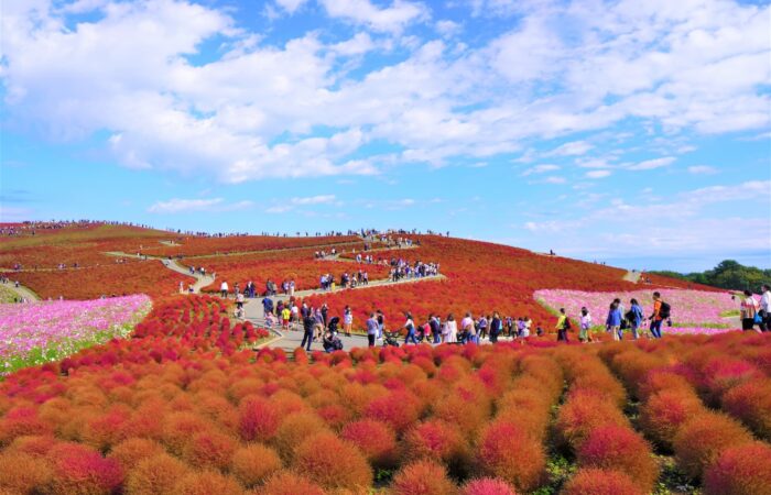 コキア　ひたち海浜公園