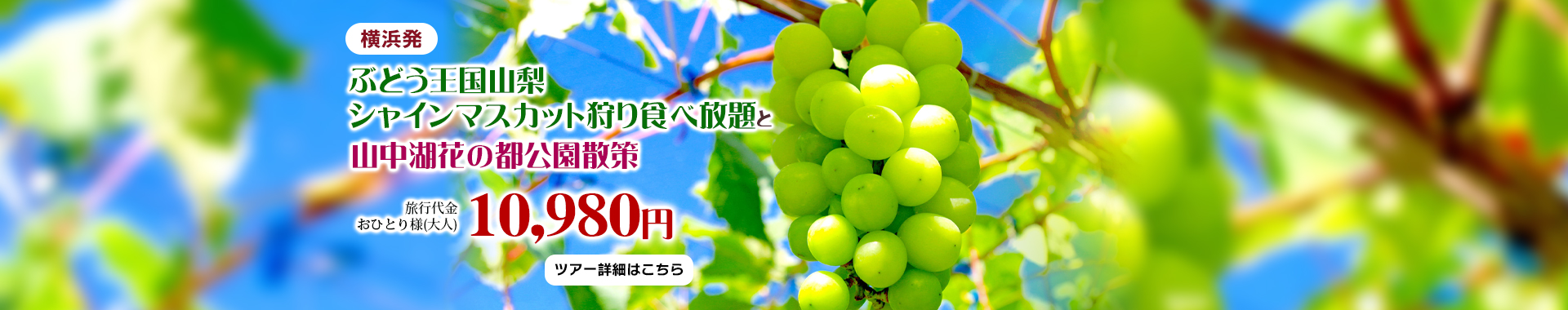 ぶどう王国山梨シャインマスカット狩り食べ放題と山中湖花の都公園散策