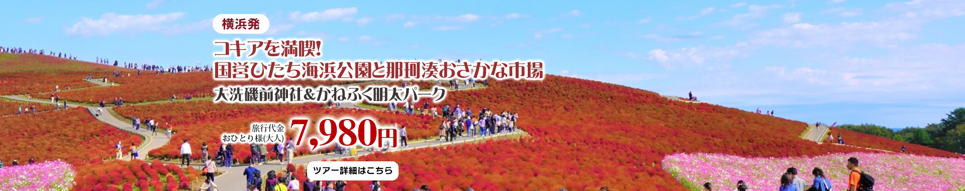 横浜発　コキアを満喫！国営ひたち海浜公園と那珂湊おさかな市場　大洗磯前神社＆かねふく明太パーク