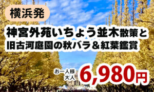 神宮外苑いちょう並木散策と旧古河庭園の秋バラ＆紅葉鑑賞