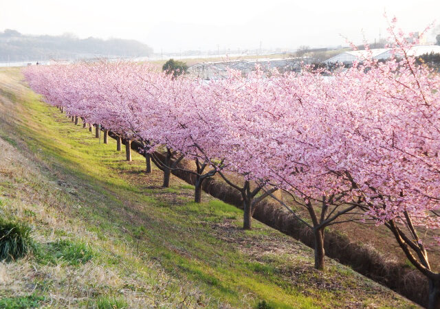 かんなみ桜