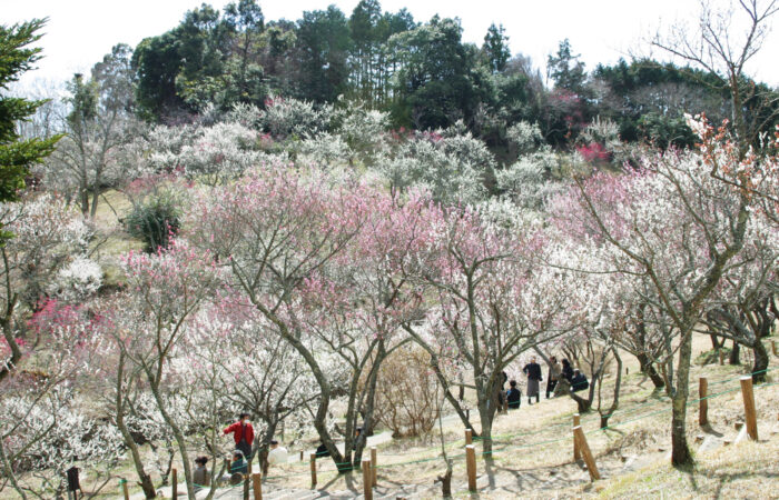 修善寺梅林