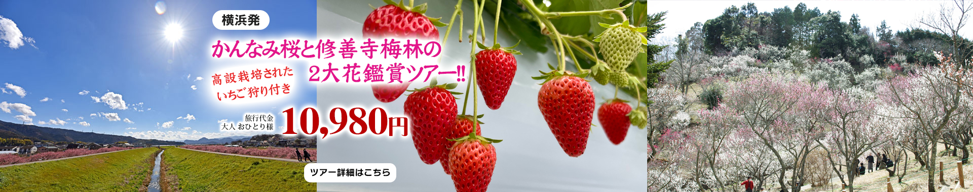 横浜発　かんなみ桜と修善寺梅林の2大花鑑賞ツアー！！　高設栽培されたいちご狩り付き