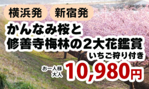 かんなみ桜と修善寺梅林の2大花鑑賞ツアー