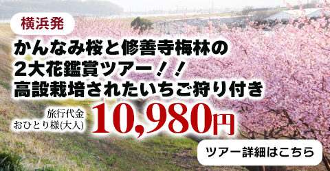 横浜発　かんなみ桜と修善寺梅林の2大花鑑賞ツアー！！　高設栽培されたいちご狩り付き