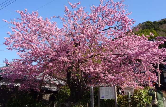 河津桜まつり