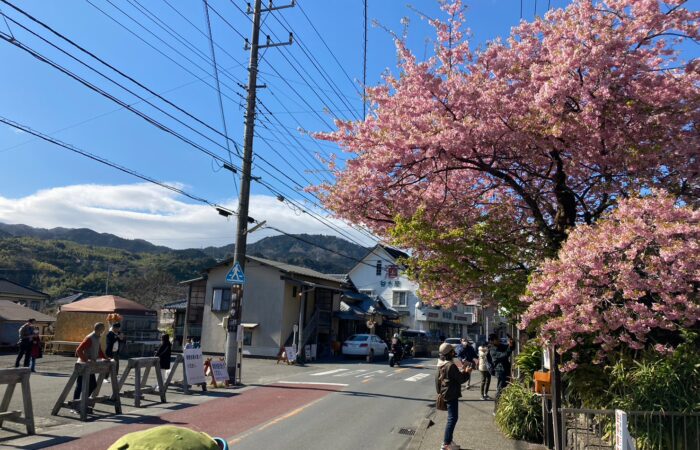 河津桜まつり