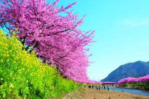 河津桜まつり