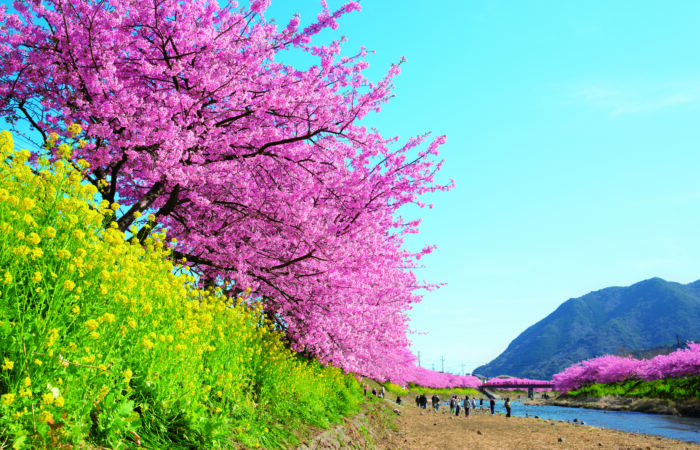 河津桜まつり