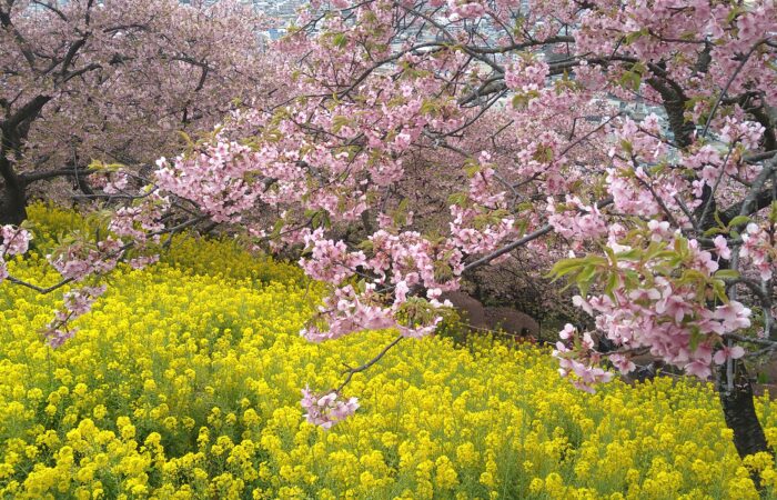 まつだ桜まつり