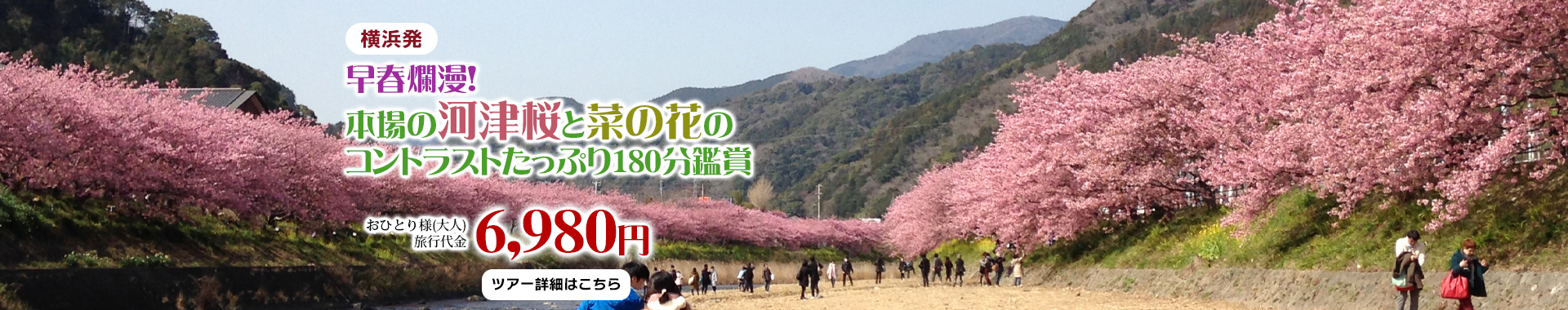 横浜発　早春爛漫！本場の河津桜と菜の花のコントラストたっぷり180分鑑賞