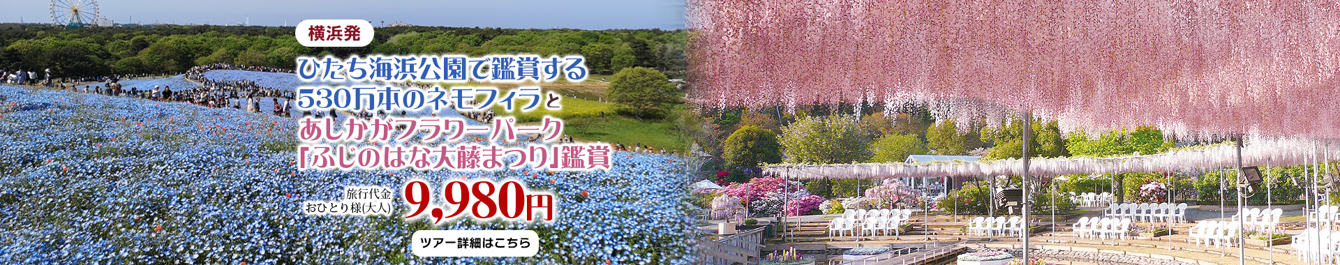 横浜発　ダブルで花鑑賞　ひたち海浜公園で鑑賞する530万本のネモフィラとあしかがフラワーパーク「ふじのはな大藤まつり」鑑賞