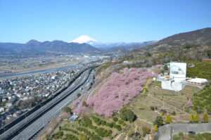 まつだ桜まつり