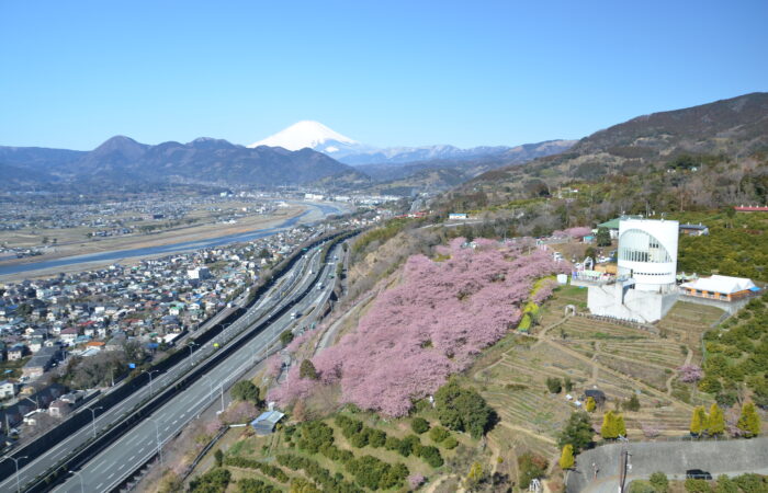 まつだ桜まつり